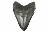 Fossil Megalodon Tooth - South Carolina #175938-1